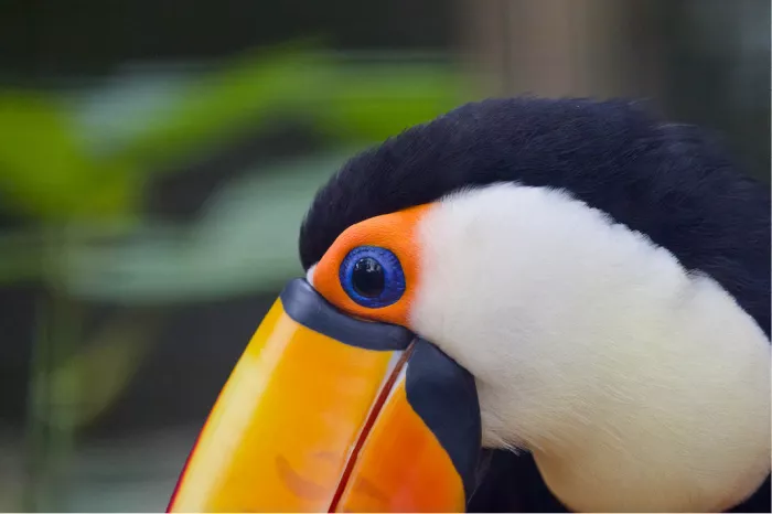 Close-up van een toekan met blauw oog, oranje oogring en grote oranjegele snavel