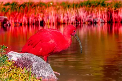 Rode Ibis, de foto
