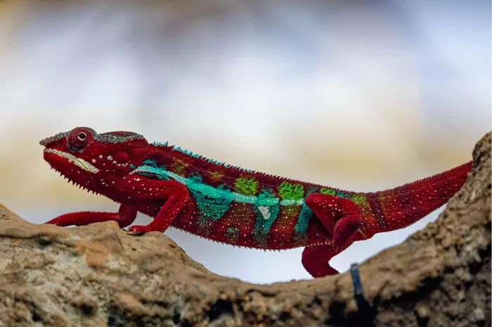 Rode panterkameleon met turquoise en groene vlekken kruipt over een tak