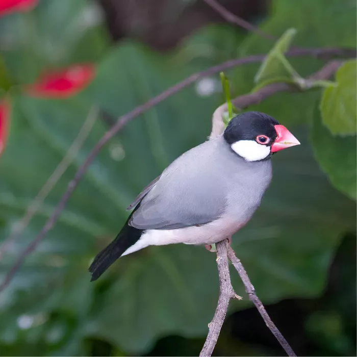 Grijze rijstvogel met zwarte kop, witte wangen en roze snavel op een takje