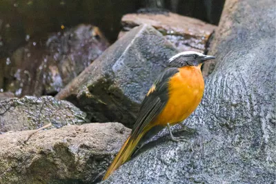 Schubkaplawaaimaker, de foto