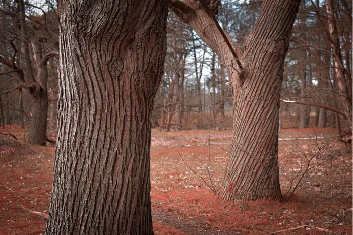Deze foto maakte ik in de oude boomgaard van het domein Hobos in  de Belgische gemeente Pelt. De bevreemdende vormen in het verweerde hout van de boomstammen en het schijnsel van een herfstzon, zorgen voor een authentieke sfeer.