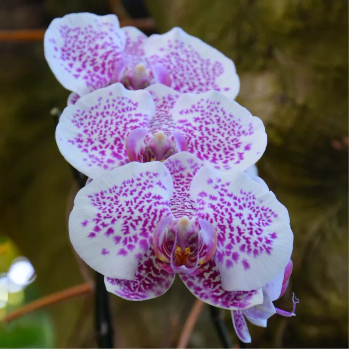 Drie witte orchideeënbloemen met paarse stippels boven elkaar op een tak