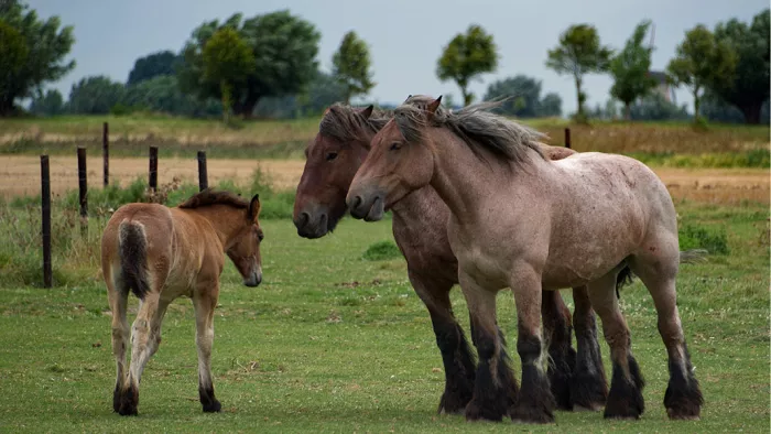 Twee zware trekpaarden staan tegen elkaar in een wei, met een veulen ervoor