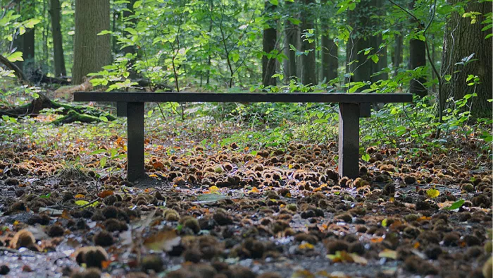 Lege bank in een herfstbos op een bodem vol kastanjebolsters en bladeren