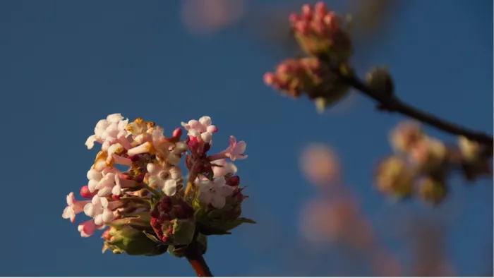 Tros witte en roze bloesem met rode knoppen tegen een donkerblauwe lucht