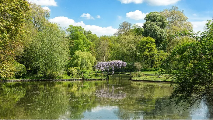 Vijver omringd door groene bomen en een paarse blauweregen, met weerspiegeling in het water