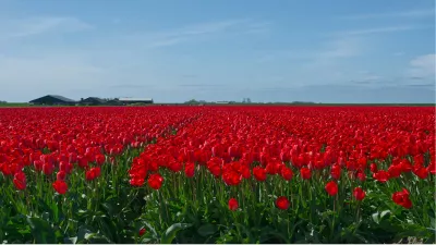 Rood roder roodst, de foto