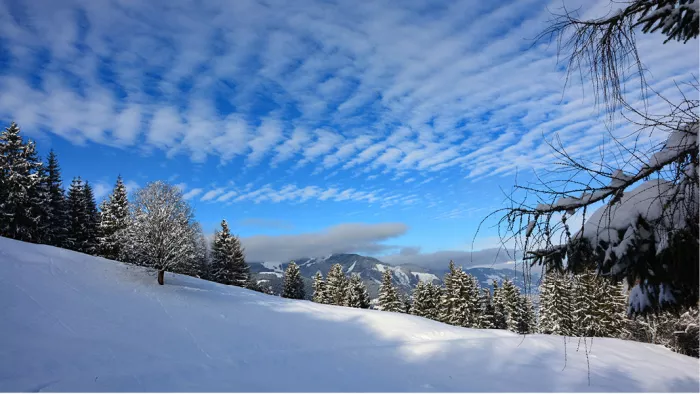 Besneeuwde helling met sparren onder een blauwe lucht met schapenwolkjes