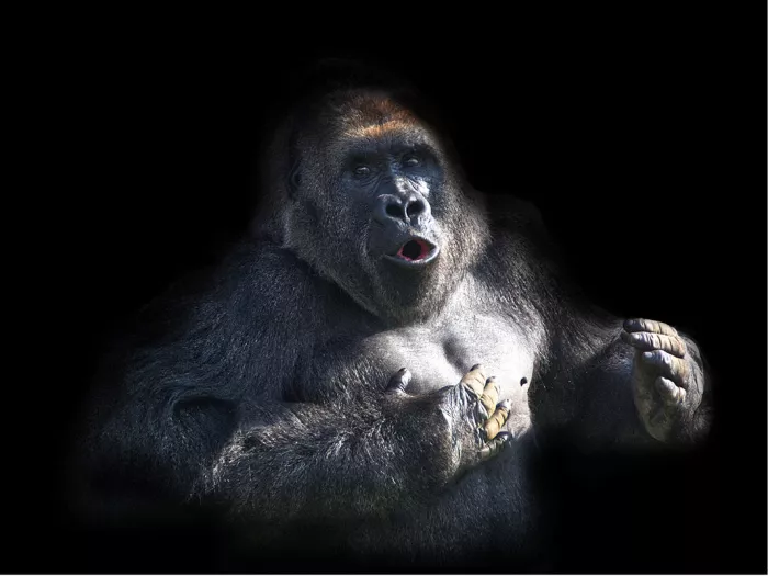 Gorilla met open mond en handen op de borst tegen een zwarte achtergrond
