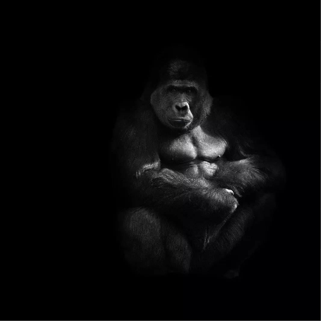 Gorilla met gekruiste armen in zwart-wit, uit een zwarte achtergrond belicht