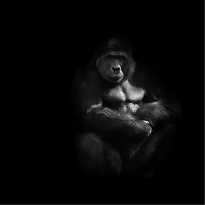 Ik ben wel een gorilla, de foto