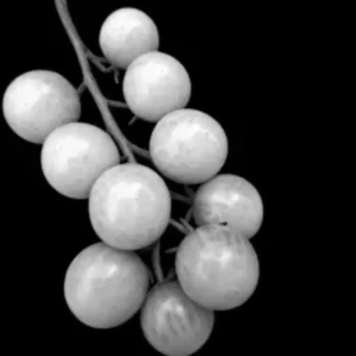 Zwart-witfoto van een tros cherrytomaatjes aan een gebogen steel tegen een egaal zwarte achtergrond.