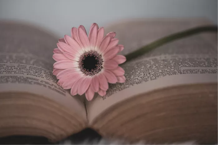 Roze margriet op een opengeslagen wetboek met zacht licht