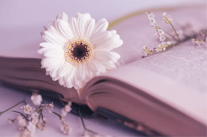 Witte margriet op een opengeslagen wetboek met gedroogde bloemetjes, in roze pasteltinten