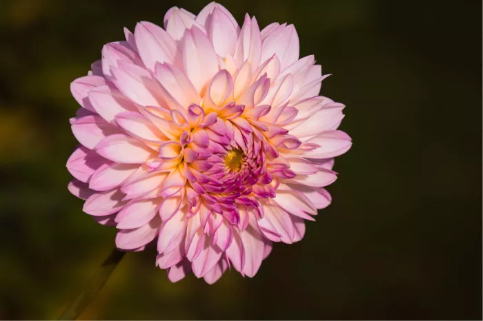 Roze dahlia met oranjegele gloed in het hart tegen een donkere achtergrond