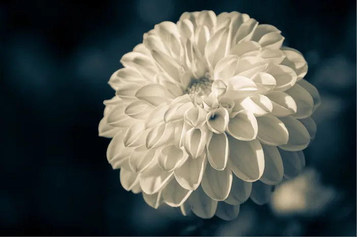 Crèmewitte dahlia met lagen bloemblaadjes tegen een donkere blauwgrijze achtergrond