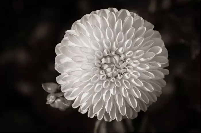 Bolvormige witte dahlia met opgerolde bloemblaadjes tegen een donkere achtergrond, in zwart-wit