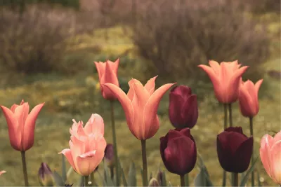 Bloemendroom, de foto