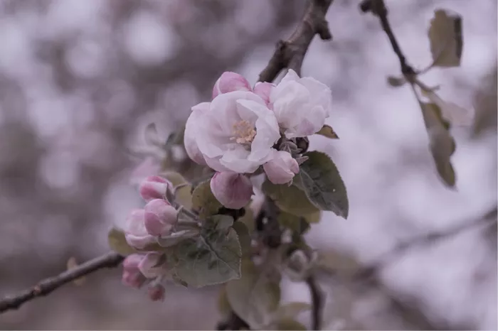 Bloesemtak met lichtroze bloemen en roze knopjes tegen een wazige lila achtergrond