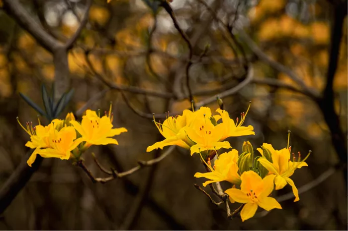 Tak met felgele bloemen tussen donkere takjes, tegen een warme bruine achtergrond