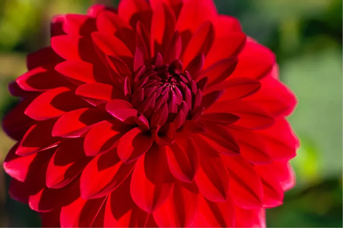Felrode dahlia met lagen bloemblaadjes en een donkerrood hart