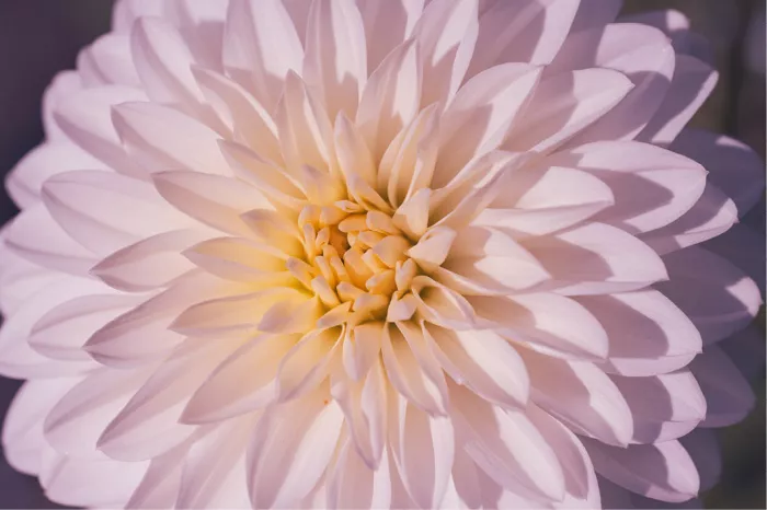 Witte dahlia met spitse bloemblaadjes en een zachtgeel hart, met lila schaduwen