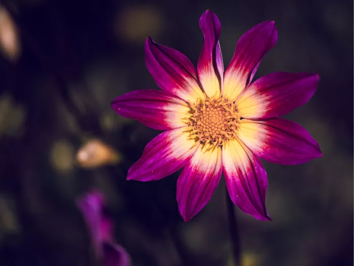 Enkelbloemige paarse dahlia met wit en geel naar het hart, tegen een donkere achtergrond