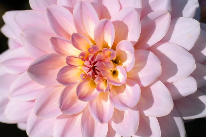Lichtroze dahlia van dichtbij met brede bloemblaadjes en een dieper roze hart