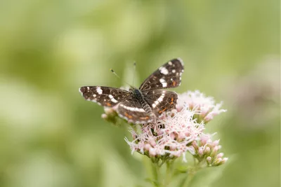 Landkaartje, de foto