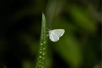 Vlinder in de nacht, de foto