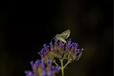 Nachtvlinder op verbena, de foto