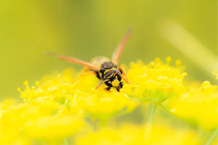 Wesp in volle actie duikt met gespreide vleugels op een tros gele bloemen, met de kop en de kaken scherp in beeld.