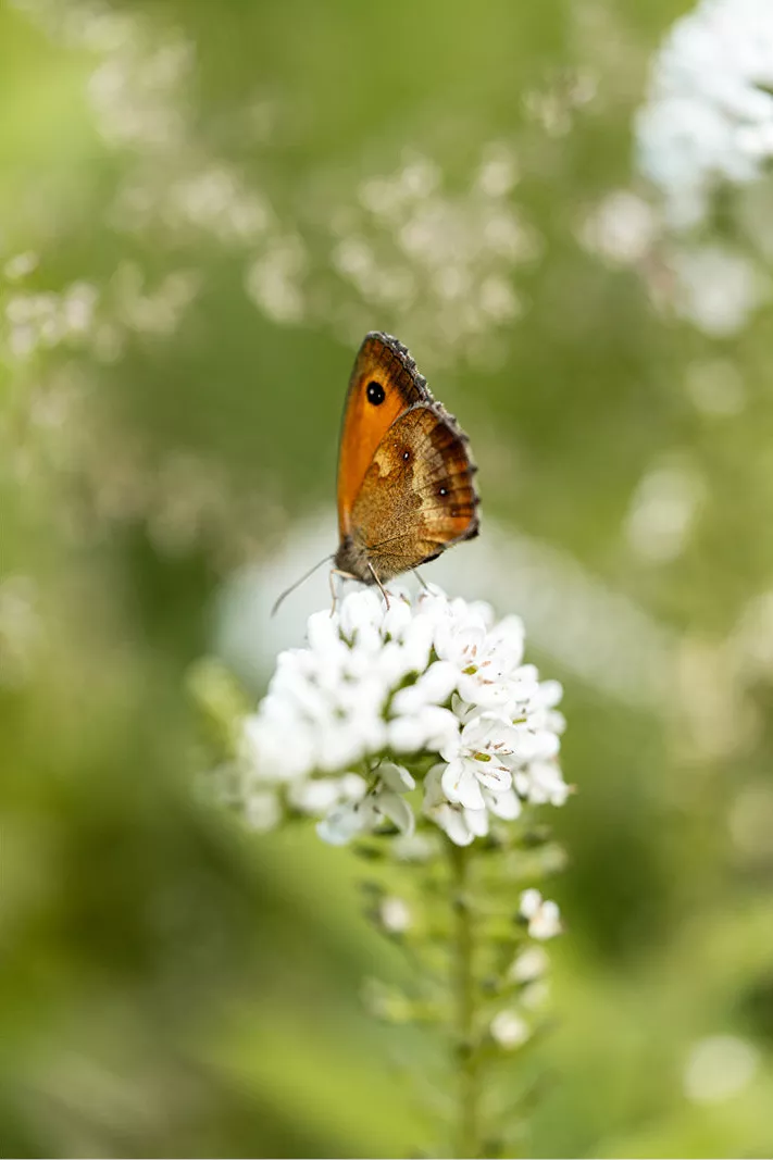 Oranje zandoogje met gesloten vleugels en een opvallende oogvlek rust op een tros witte bloemen, tegen een wazig groen decor.