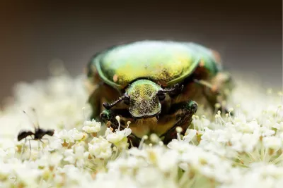 Insectenvriendschap, de foto