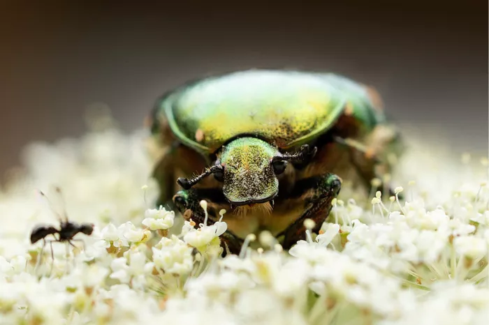 Groene rozenkever en een kleine mier op witte schermbloemen