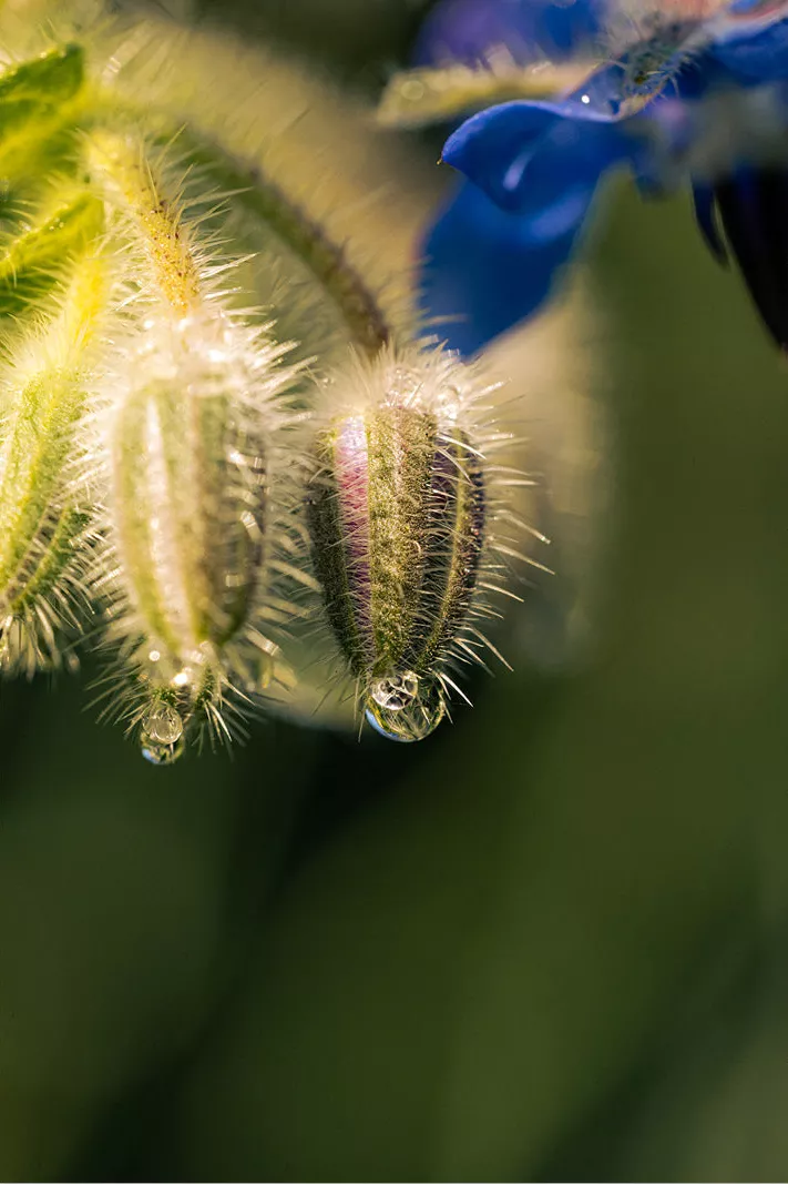 Harige bernagieknoppen met regendruppels, met een blauwe bloem op de achtergrond