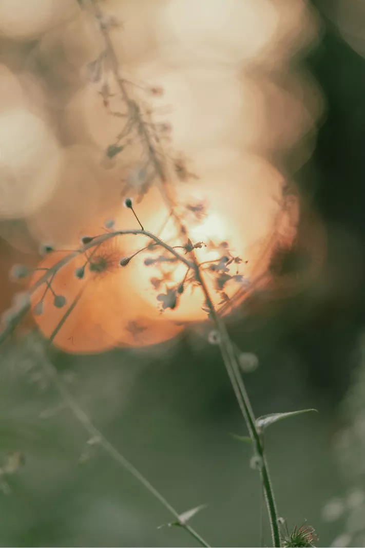 Fijne bloemstengels met kleine knopjes tekenen zich af tegen de opkomende ochtendzon, met warme bokeh en een groen decor op de achtergrond.