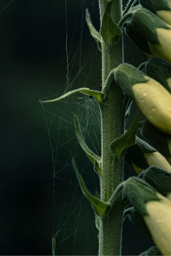 Spinnenweb tussen de stengel en de gele knoppen van vingerhoedskruid tegen een donkere achtergrond