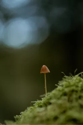 Kleine bruine paddenstoel, de foto