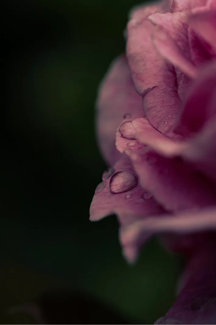 Roze roos met regendruppels op de gekrulde bloembladen tegen een donkere achtergrond