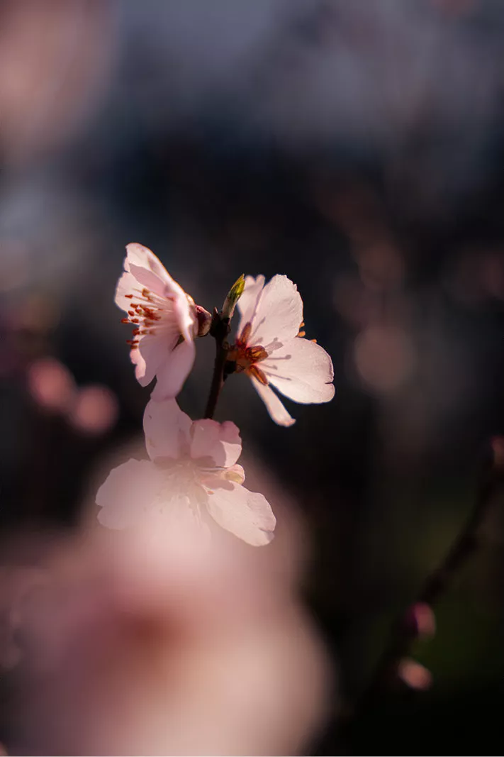 Roze bloesem aan een takje in tegenlicht met wazige bloesems eromheen
