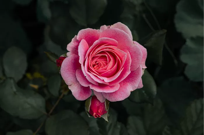 Roze roos in volle bloei met een rode knop tussen donkergroene bladeren