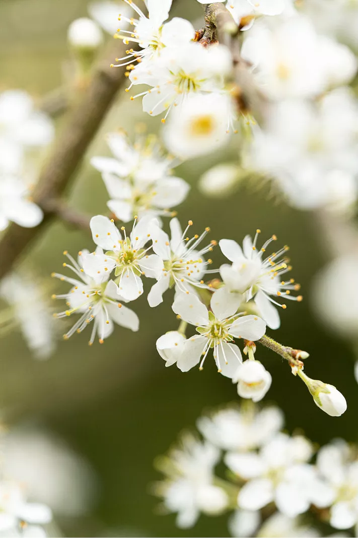 Tak met witte bloesems en gele meeldraden tegen een wazig groen decor