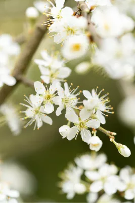 Witte bloesems, de foto