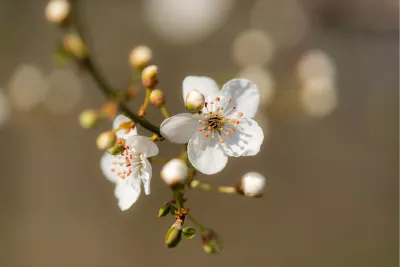 Bloesems met schaduwspel, de foto