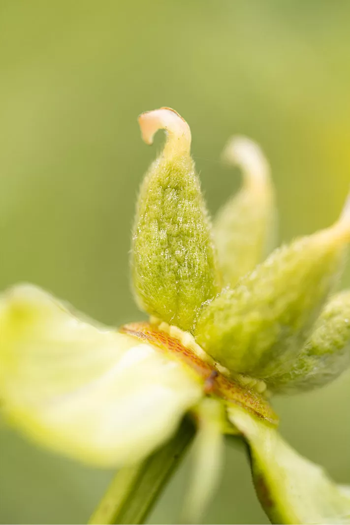 Harige, lichtgroene zaaddoosjes met haakvormige punt boven een bleekgeel bloemblad
