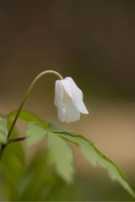 Witte anemoon, de foto