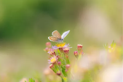 Icarusblauwtje, de foto