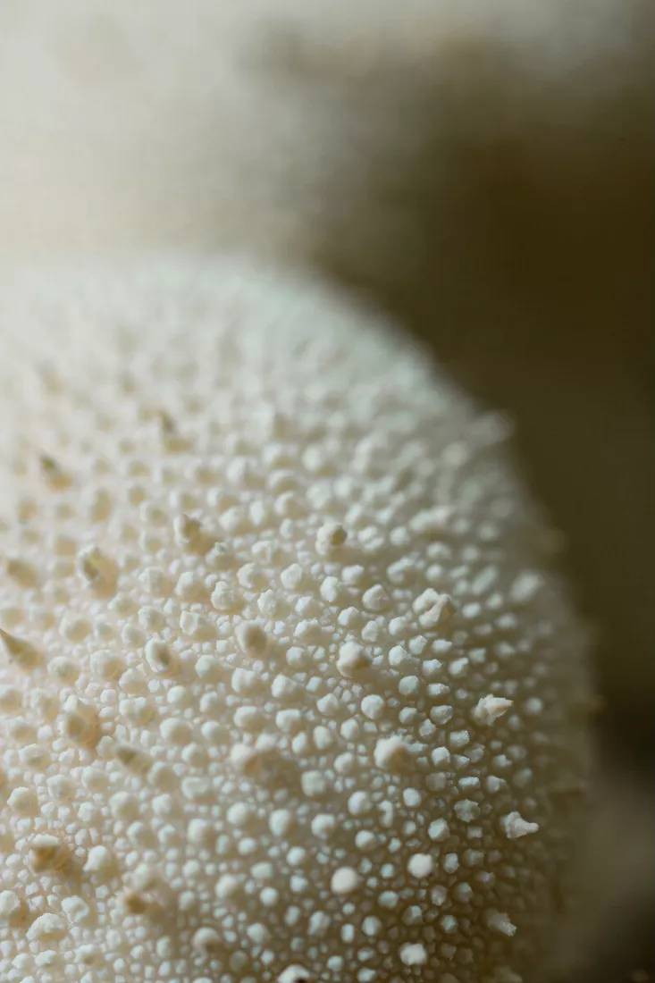 Close-up van een crèmewitte stuifzwam met een oppervlak vol kleine korrelige stekeltjes, tegen een zacht wazig beige en olijfgroen decor.